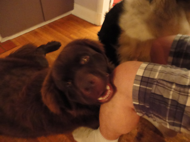 GEORGE breathing like a maniac, preparing the next batch of drool... 10:35 pm 