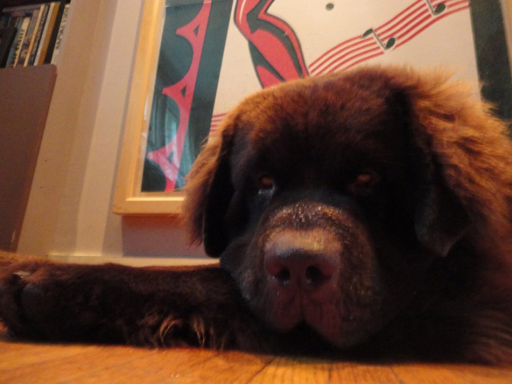 George on his 1st birthday Aug 5 2014