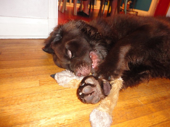 George playing Aug 12