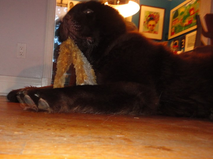 George the Walrus Aug 12