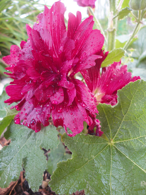 Hollyhocks Aug 2 2014