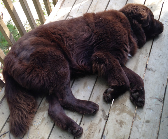 Tuckered Georgie crashes