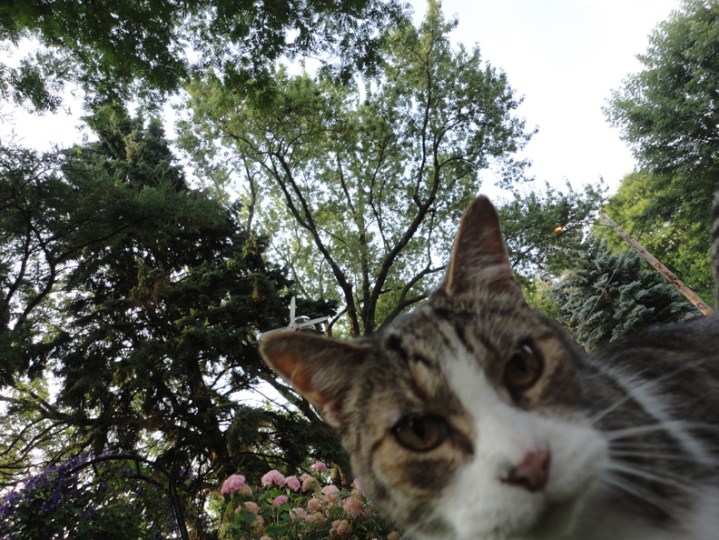 Milo Long Branch Morning Aug 2 2014