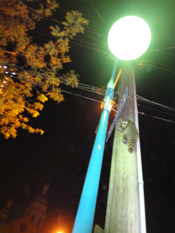 Racoon Longbranch Aug 8