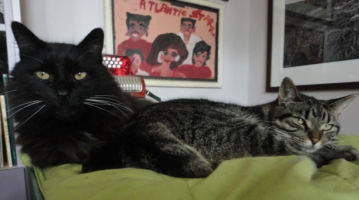 caught napping together.. Shadow and Gracie... everybody  "Wang Chung Tonight"