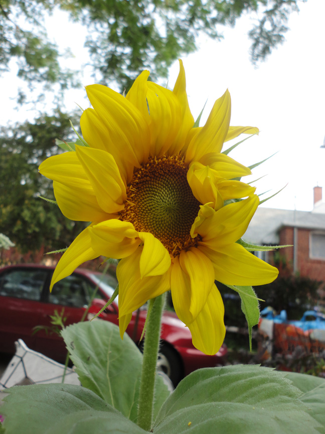 Sunflower Aug 2 2014
