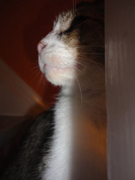 The cat formerly known as Milo