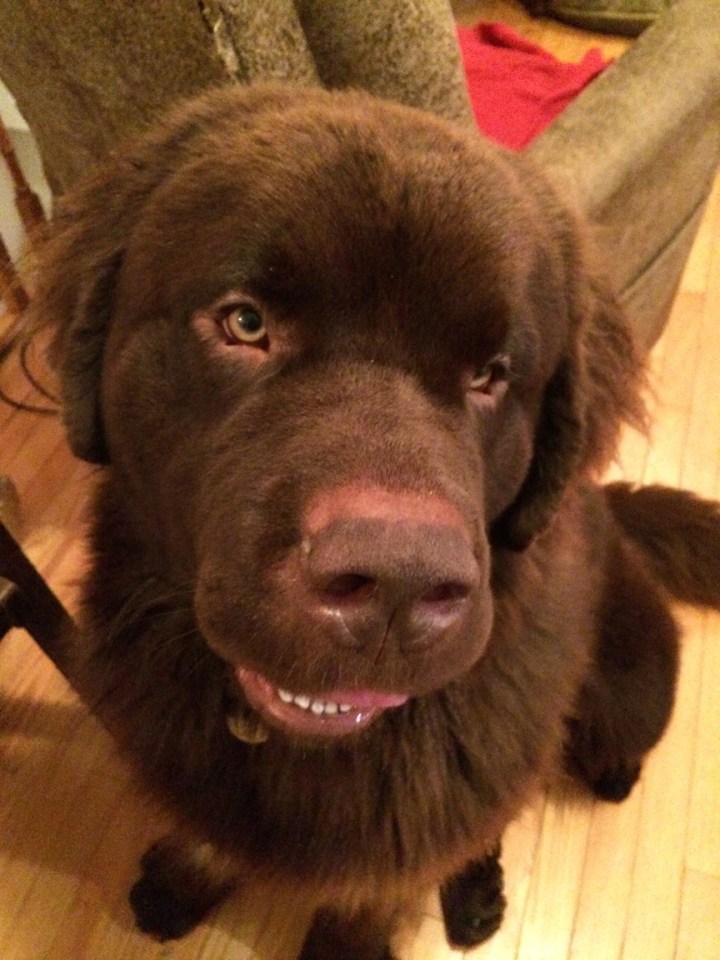 here's the 411: he whimpers at 3:30am he sets out the little sharp barks at 4:30am if he gets his way - he flies outside at 4:40am howling and barking into the backyard at absolutely nothing. he's a pup part goof, part newf he burps he likes cats he likes treats he likes everyone he's George!