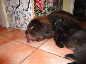 George in Cat therapy session with Shadow.   7:30 am . By 8:30pm tonight, all hell will break loose as the puppy brain takes over our house.