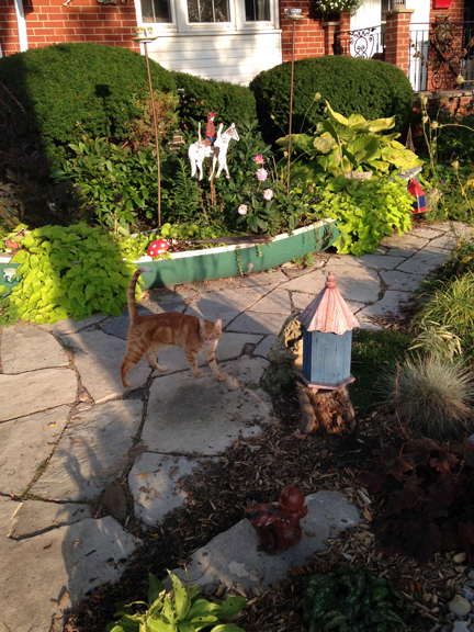 A cat called Jack Shadbolt