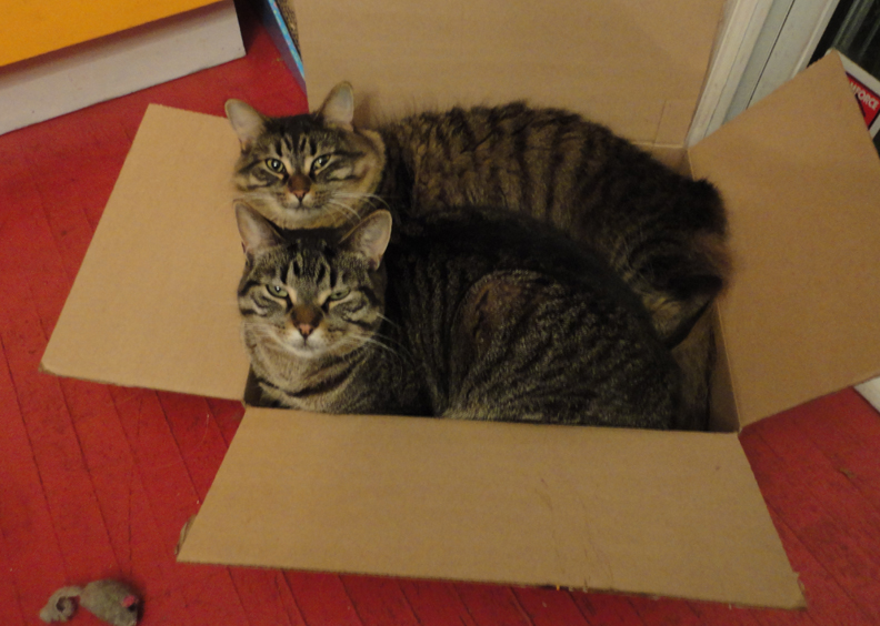 Phyllis and Gracie - rescue sisters from Toronto Animal Services chillin'