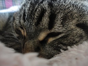 Gracie Sleeping Jan 25