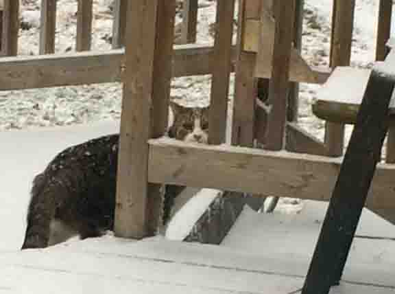 Bruce, formerly known as Milo