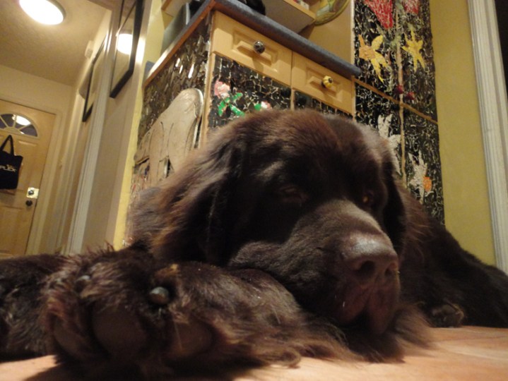 George.  Permanently waiting on a little Alpo Chuck Wagon to drop off some food.