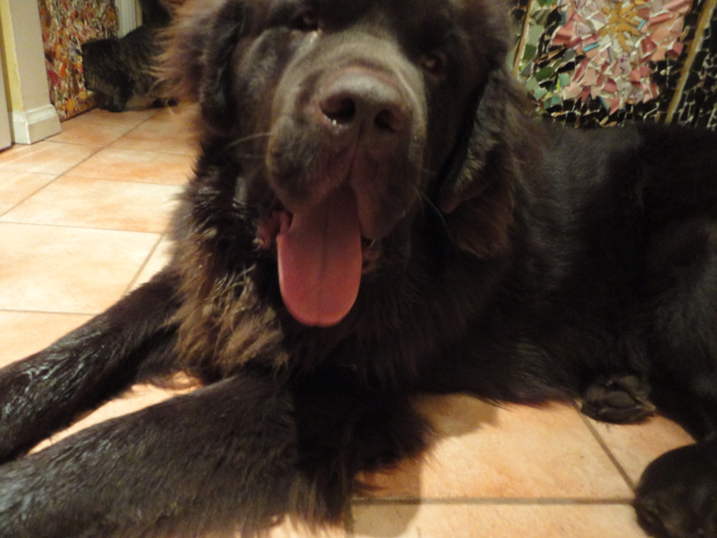 If we could only train him to make the tea and bring it up to us... well that would be just dandy