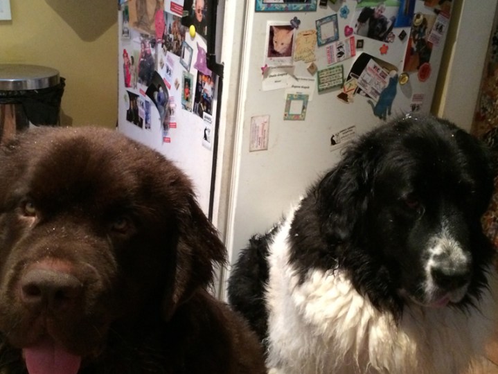 Sous Chefs Georgie and Memphis