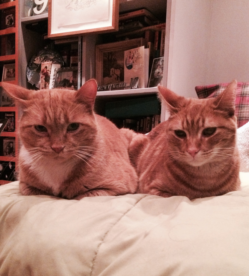 Jacuqes and Jack Shadbolt, who have been renamed Jerk and Jerklie  (if cats have teenage years - these two are full tilt boogie teenagers!