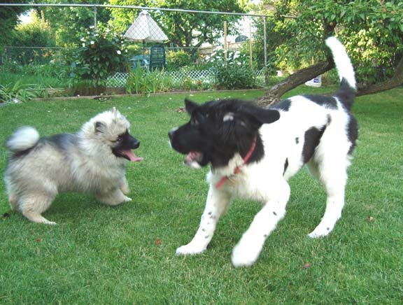 Goofing around with Max