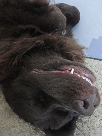 Georgie having a snooze