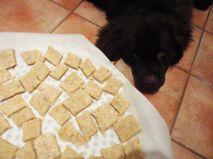 George watching the dog biscuits