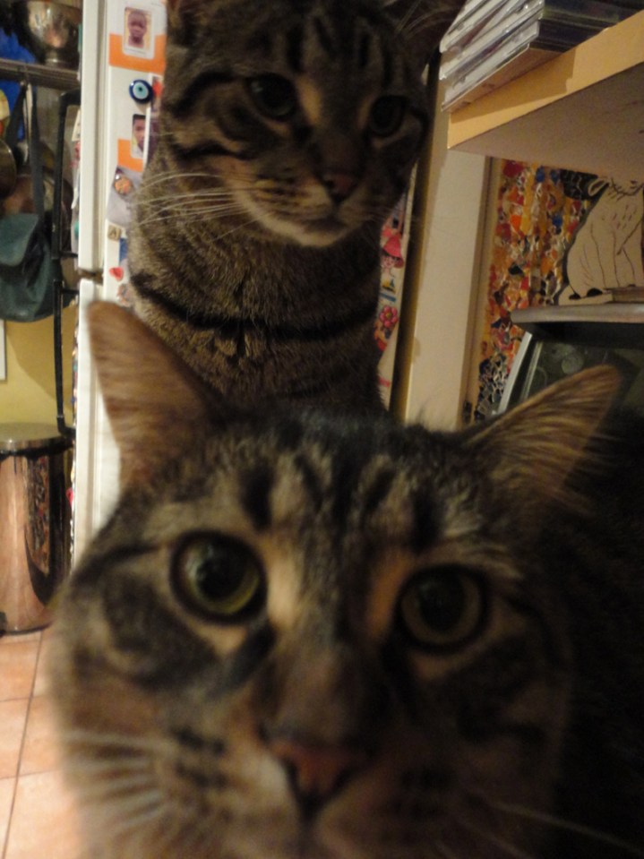 Phyllis & Gracie Feb 4