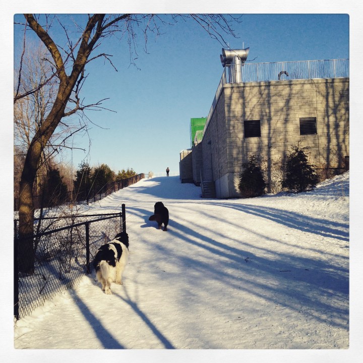 Memphis and George at Jack Darling Park
