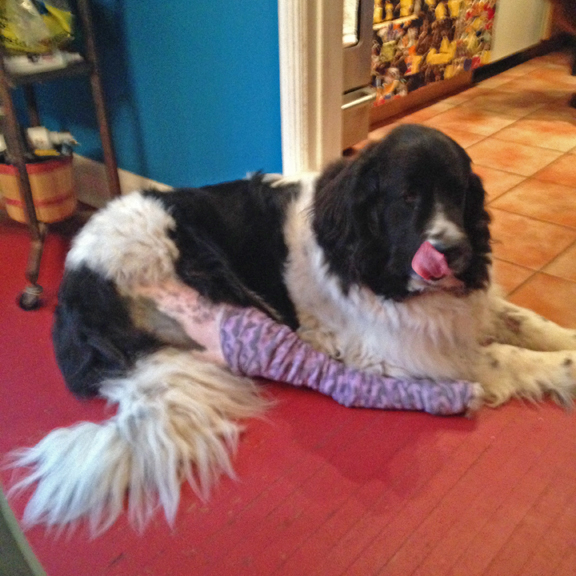 Memphis returns home