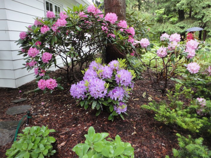 3 colours Rhodedendrums