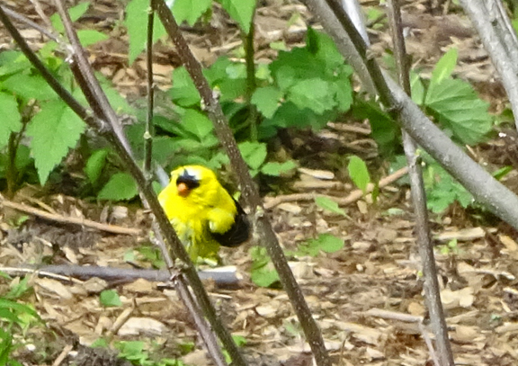 Goldfinch attracted by the sprinkler, perches on a rose of sharon. 