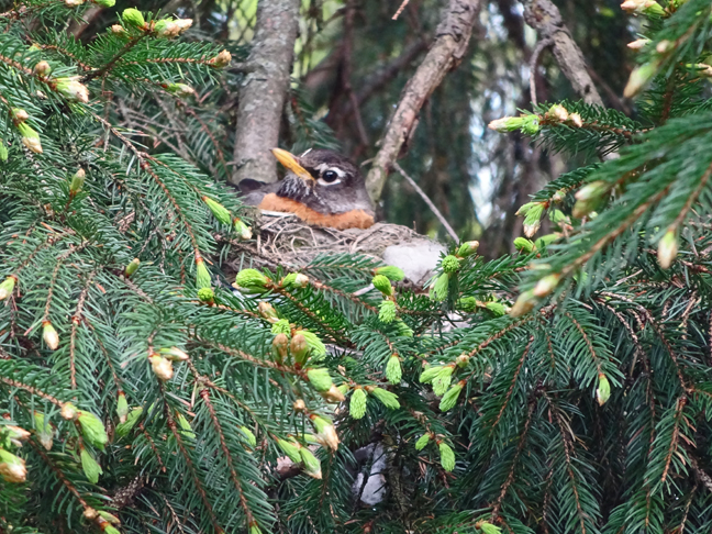 Mrs. Robin nesting in our giant Norway Spruce.