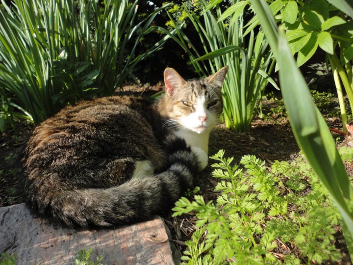 Longbranch Gardens May 26