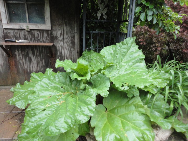 Rhubarb