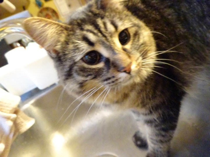 Phyllis in the Sink Aug 6 2015