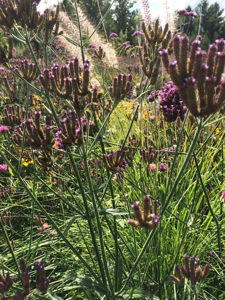 Purple Flower unidentified from Marie Parc Victorin 2015