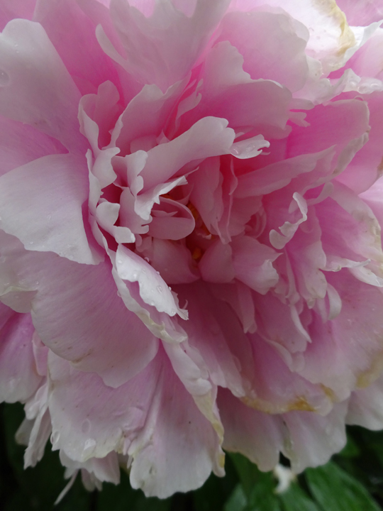 PinkPeony2.jpg