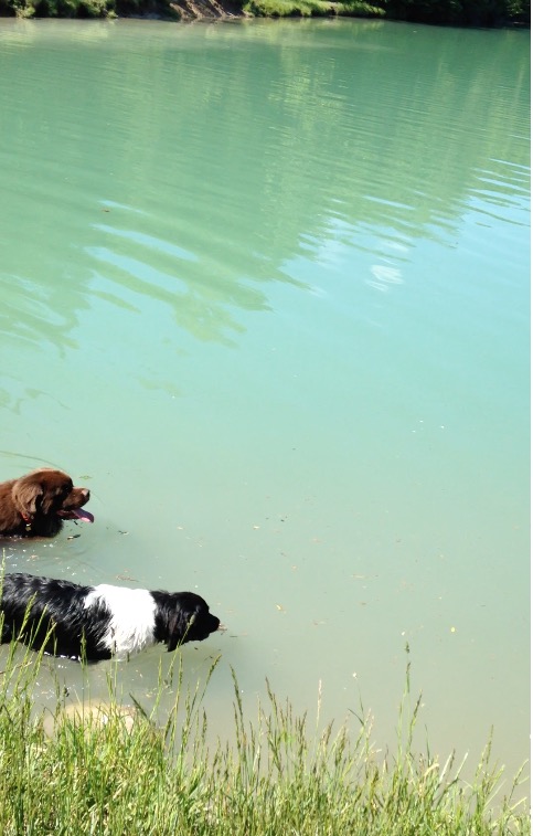 Screen Shot 2017-06-10 at 1.46.21 PM