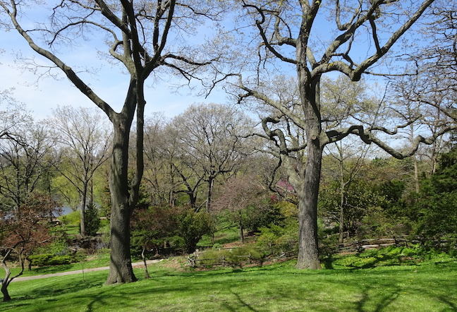 black oak white oak.jpg