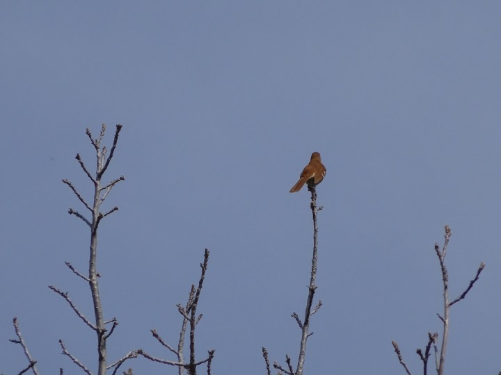 brown thrasher 2.jpg