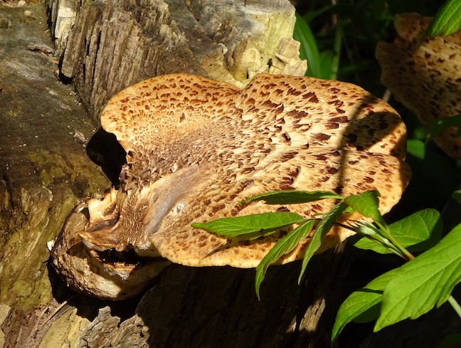 dryad's saddle.jpg