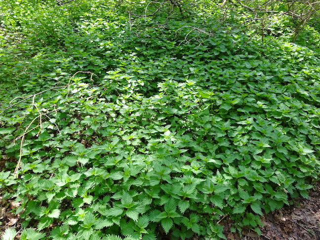 stinging nettle.jpg