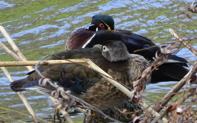 wood ducks.jpg