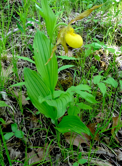 yellow ladyslipper.jpg
