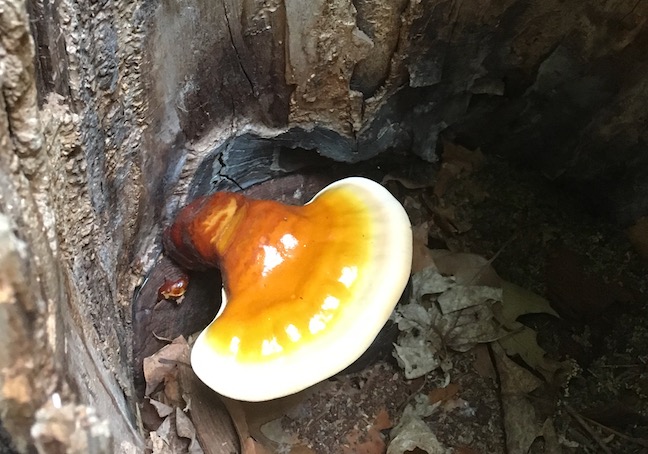 ganoderma in hollow log.jpg