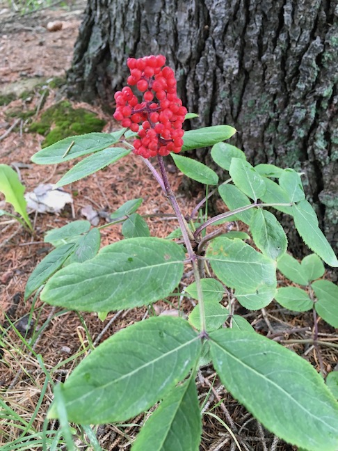 red-berried elder.jpg