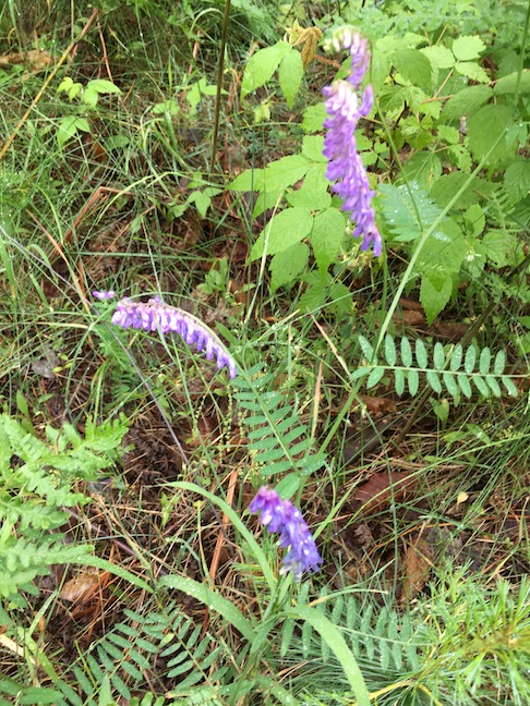 tufted vetch.jpg