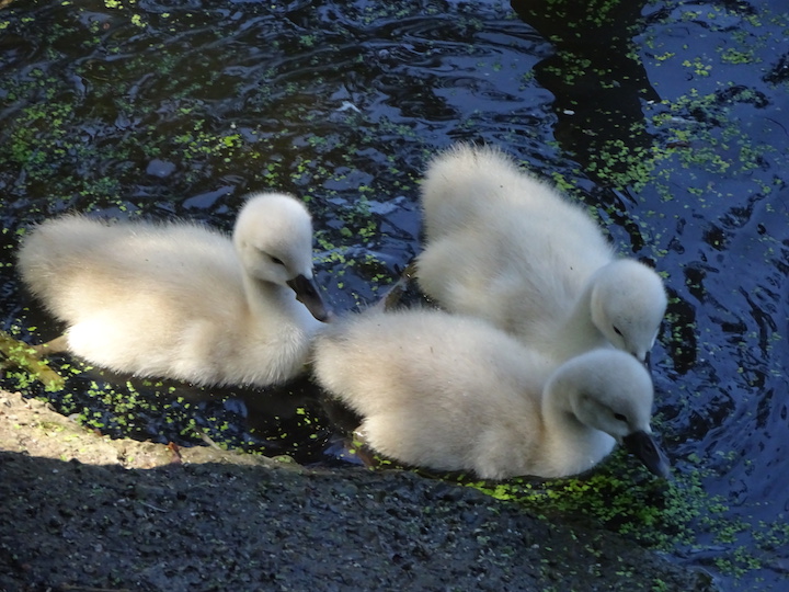 baby swans.jpg