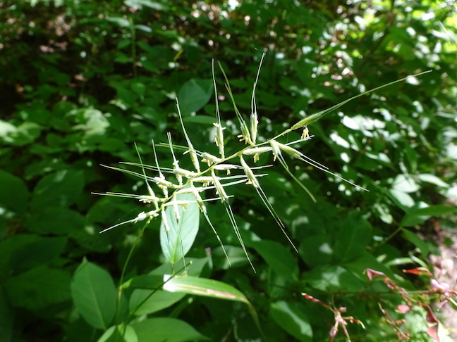 bottle brush grass.jpg