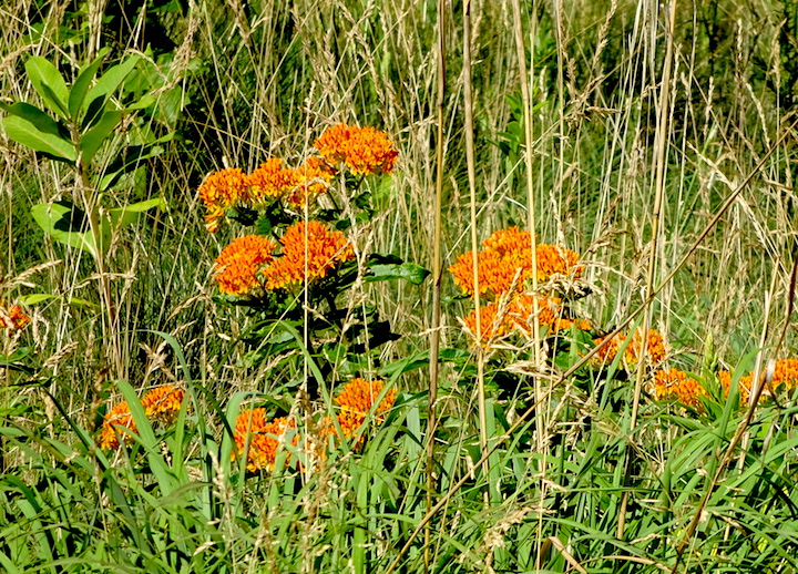 butterfly weed.jpg