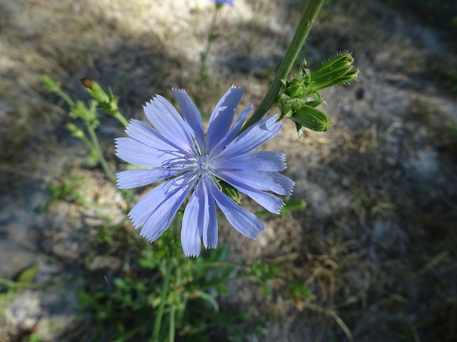 chicory.jpg