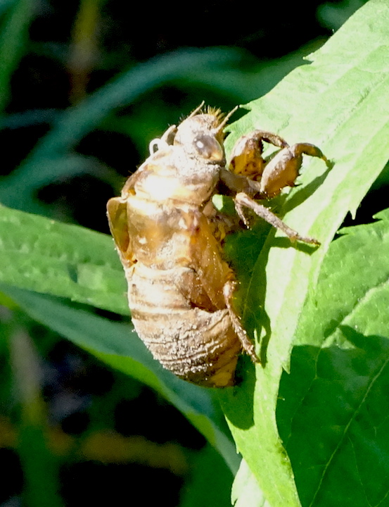 cicada.jpg